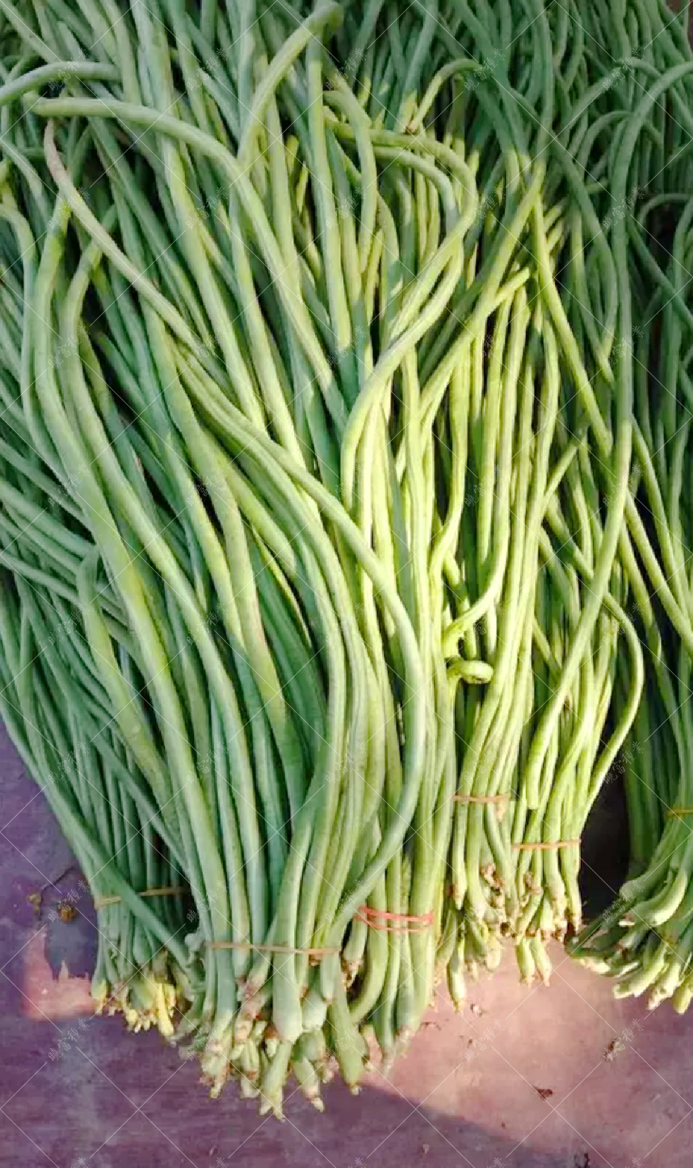 1557970100486921.jpg 53.jpg