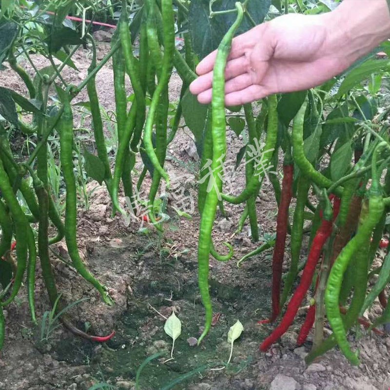 1585791115892341.jpg 08.jpg