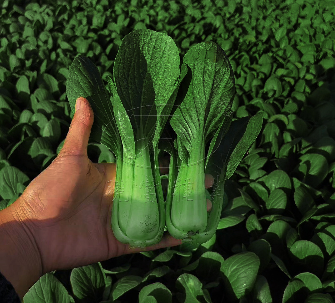 1600247106102562.jpg 06.jpg