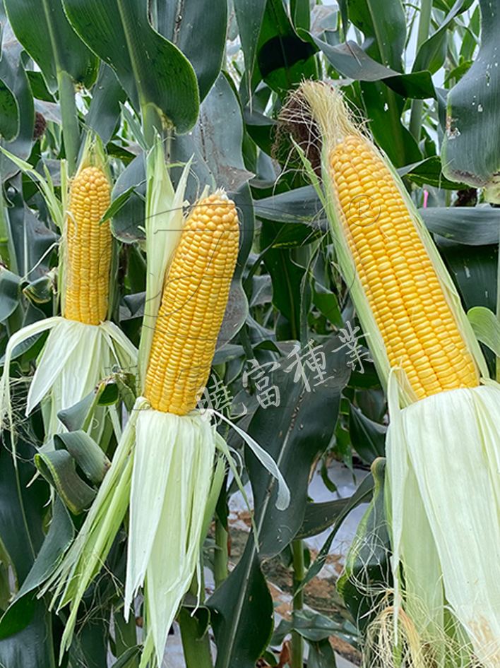 1600248604920404.jpg 06.jpg